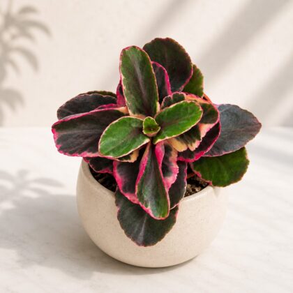 Kalanchoe Fedtschenkoi Lavender Scallops H2 - Nook & Nature