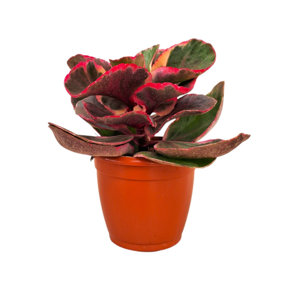 Kalanchoe fedtschenkoi (Lavender Scallops) - Nook & Nature