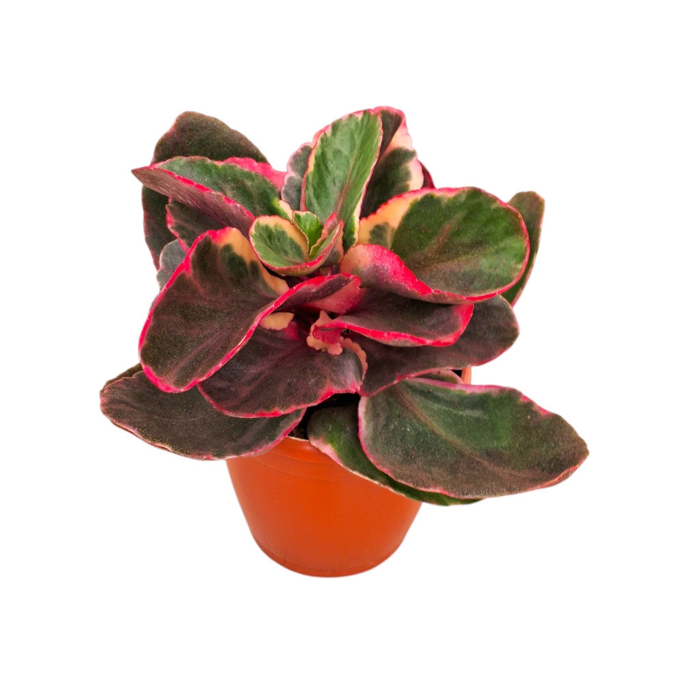 Kalanchoe fedtschenkoi (Lavender Scallops) - Nook & Nature