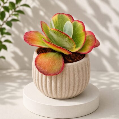 Kalanchoe luciae ‘Fantastic’ – Fantastic Flapjack Succulent - Nook & Nature