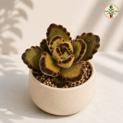 Kalanchoe Tomentosa B Panda Plant H2 - Nook & Nature