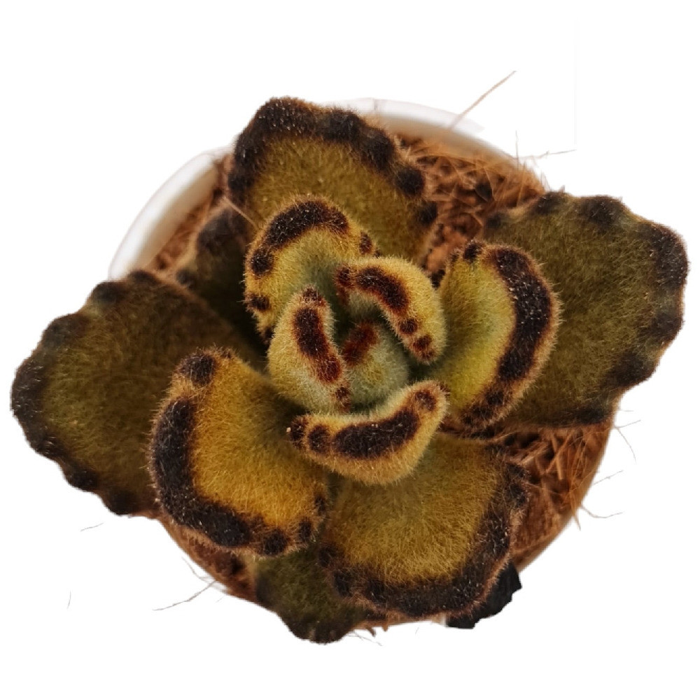 Kalanchoe tomentosa ‘B’ (Panda Plant) - Nook & Nature