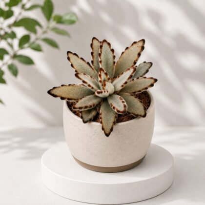 Kalanchoe tomentosa ‘Chocolate General’- Chocolate Panda Plant - Nook & Nature