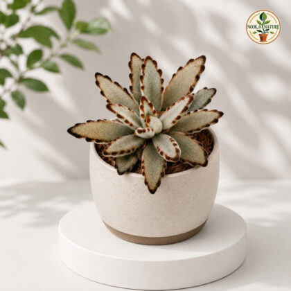 Kalanchoe Tomentosa Chocolate General Chocolate Panda Plant H2 - Nook & Nature
