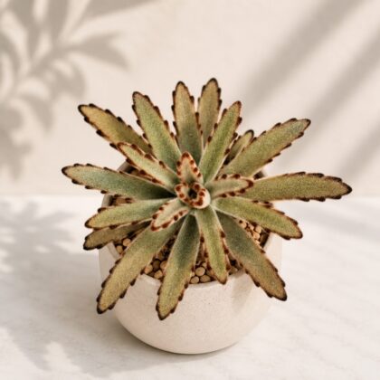 Kalanchoe Tomentosa Chocolate Major H2 - Nook & Nature