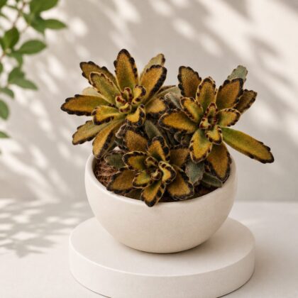 Kalanchoe tomentosa ‘Chocolate Soldier’ – Chocolate Soldier Panda Plant - Nook & Nature