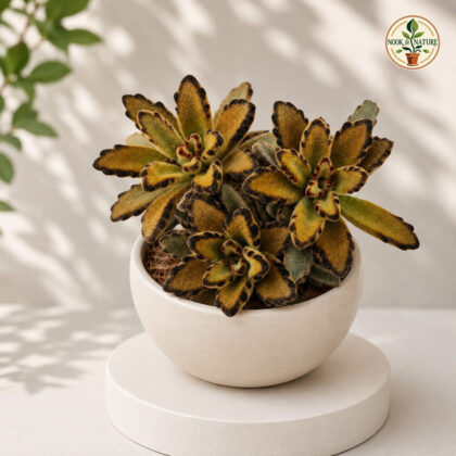 Kalanchoe Tomentosa Chocolate Soldier Chocolate Soldier Panda Plant H2 - Nook & Nature