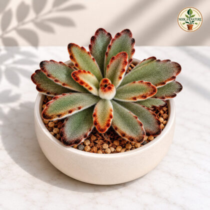 Kalanchoe Tomentosa Cinnamon H1 - Nook & Nature
