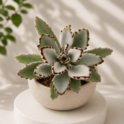 Kalanchoe tomentosa ‘Grey Compacta’ – Grey Compact Panda Plant - Nook & Nature