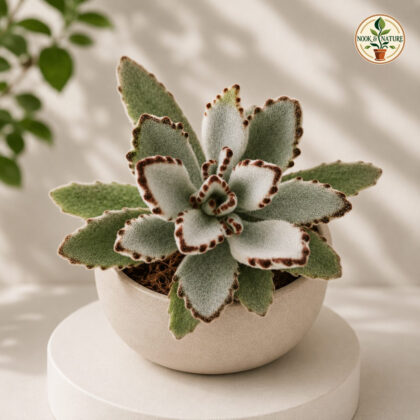 Kalanchoe Tomentosa Grey Compacta Grey Compact Panda Plant H2 - Nook & Nature