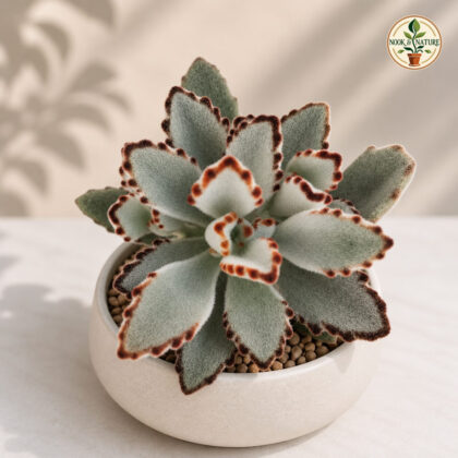 Kalanchoe Tomentosa Grey H2 - Nook & Nature