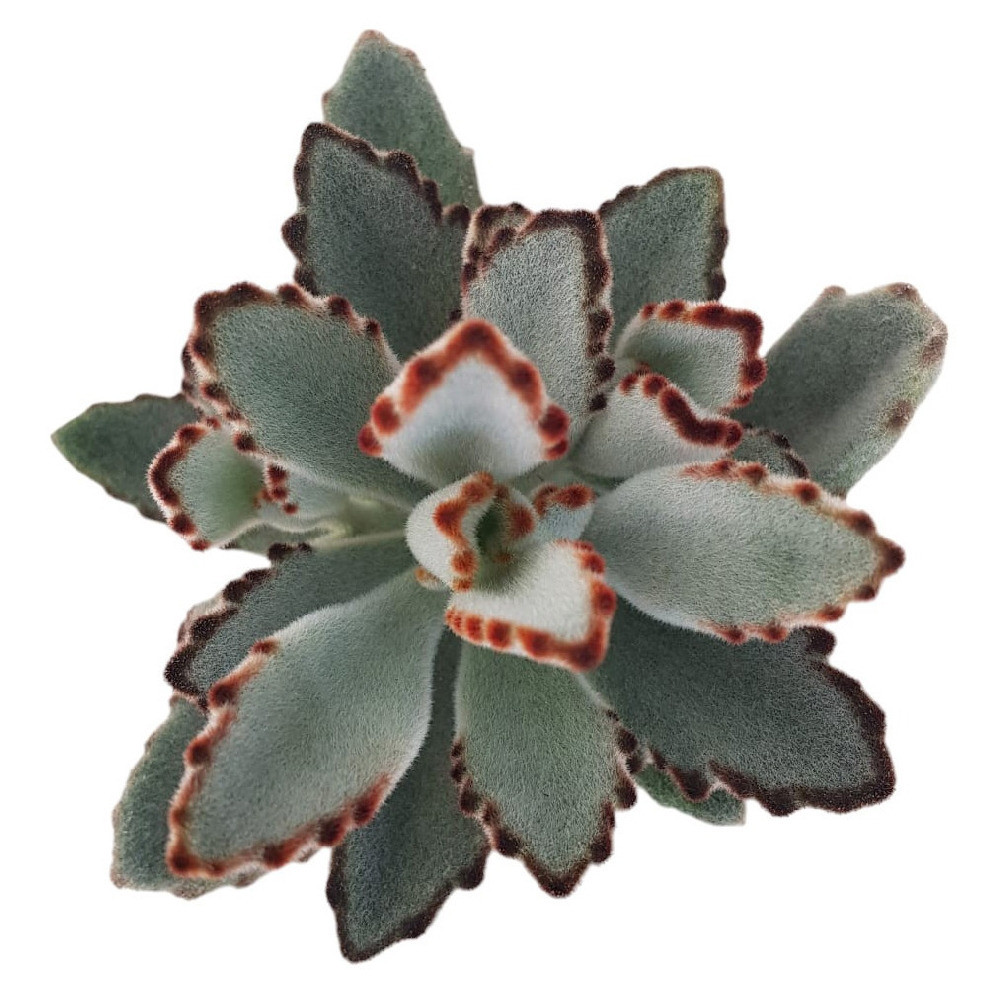 Kalanchoe tomentosa ‘Grey’ - Nook & Nature
