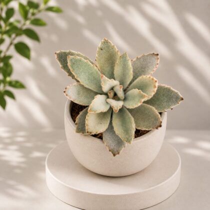 Kalanchoe Tomentosa Khaki Khaki Panda Plant H2 - Nook & Nature