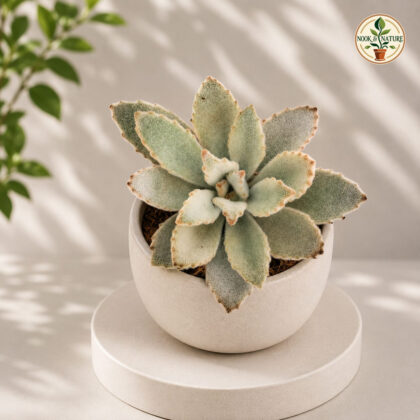 Kalanchoe Tomentosa Khaki Khaki Panda Plant H2 - Nook & Nature