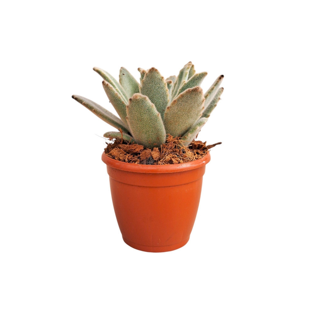 Kalanchoe tomentosa ‘Khaki’ – Khaki Panda Plant - Nook & Nature