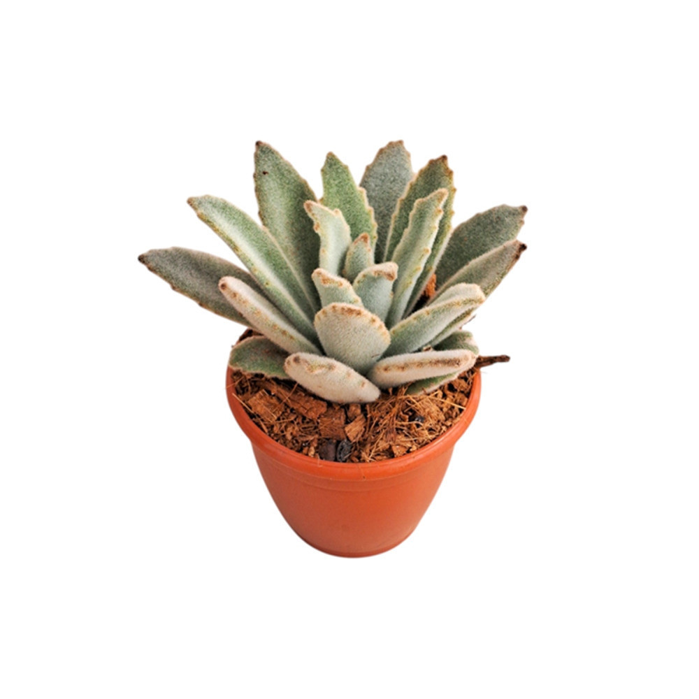 Kalanchoe tomentosa ‘Khaki’ – Khaki Panda Plant - Nook & Nature