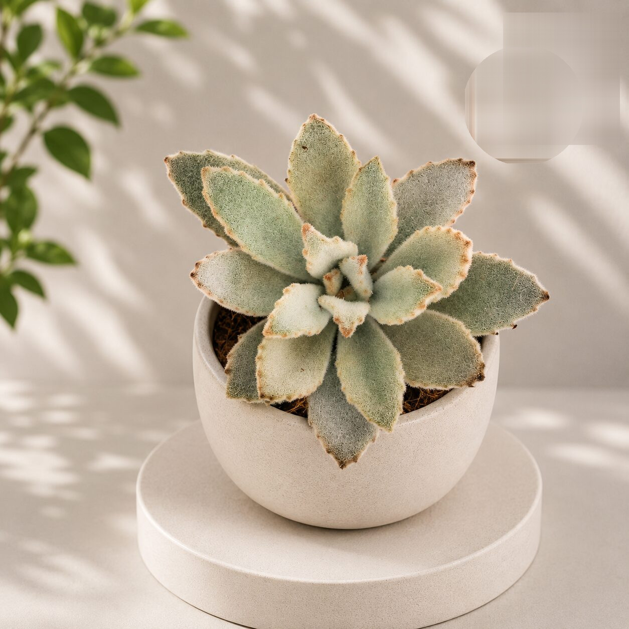 Kalanchoe Tomentosa Khaki Khaki Panda Plant H2 - Nook & Nature