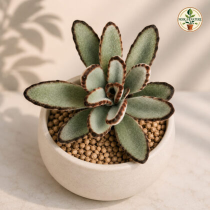 Kalanchoe Tomentosa Kokusen H2 - Nook & Nature