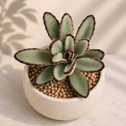 Kalanchoe Tomentosa Kokusen H2 - Nook & Nature