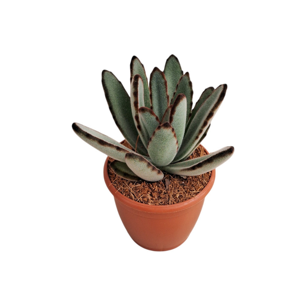 Kalanchoe tomentosa ‘Kokusen’ - Nook & Nature