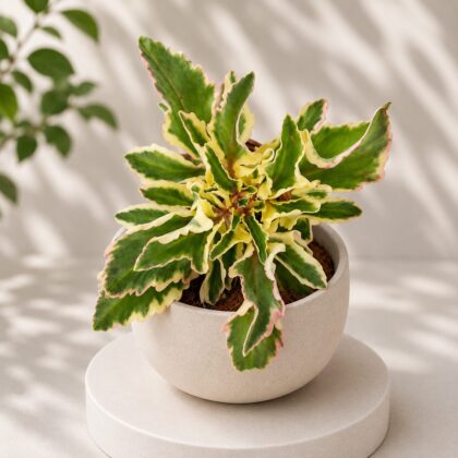 Kalanchoe Tomentosa Laciniata Laciniata Panda Plant H2 - Nook & Nature