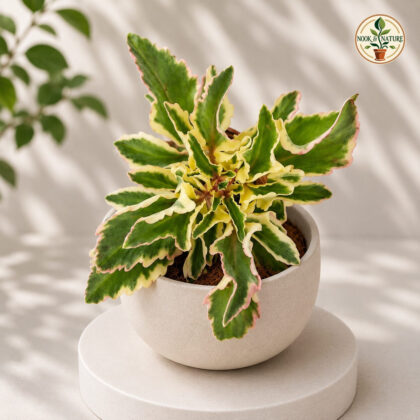 Kalanchoe Tomentosa Laciniata Laciniata Panda Plant H2 - Nook & Nature