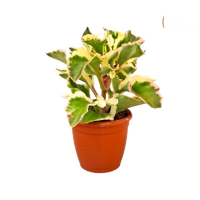 Kalanchoe tomentosa ‘Laciniata’ – Laciniata Panda Plant - Nook & Nature