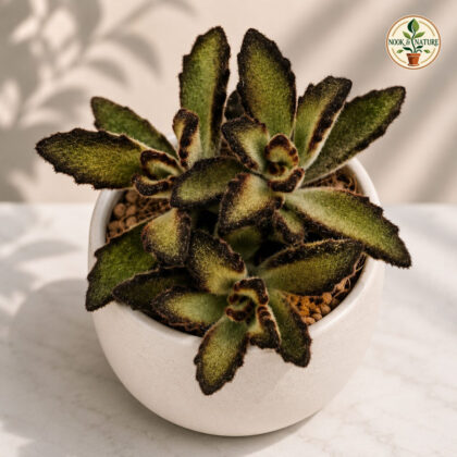 Kalanchoe Tomentosa Nigra H1 - Nook & Nature
