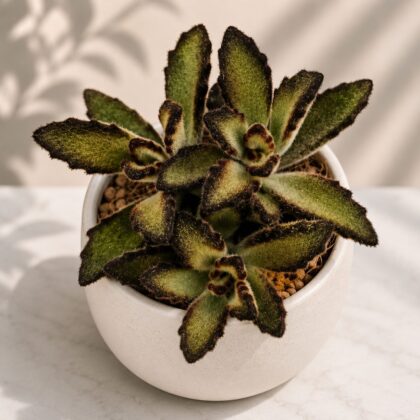 Kalanchoe Tomentosa Nigra H1 - Nook & Nature