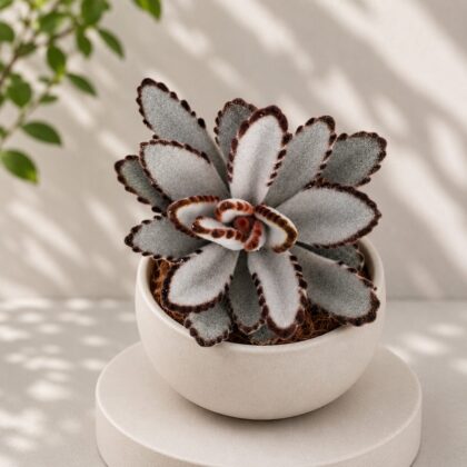 Kalanchoe Tomentosa Pista Pista Panda Plant H2 - Nook & Nature