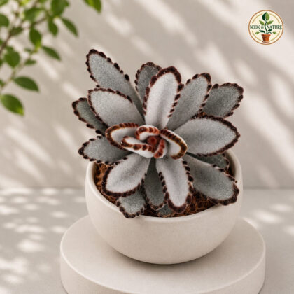 Kalanchoe Tomentosa Pista Pista Panda Plant H2 - Nook & Nature