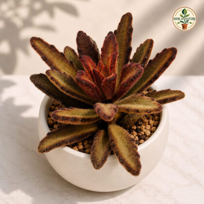 Kalanchoe Tomentosa Red Velvet H2 - Nook & Nature