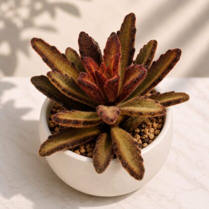 Kalanchoe Tomentosa Red Velvet H2 - Nook & Nature
