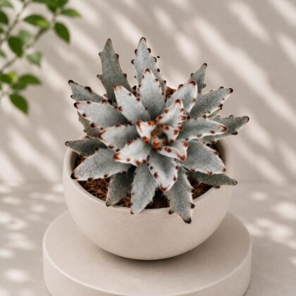Kalanchoe Tomentosa Sid Sid Panda Plant H2 - Nook & Nature