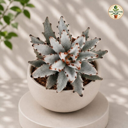 Kalanchoe Tomentosa Sid Sid Panda Plant H2 - Nook & Nature
