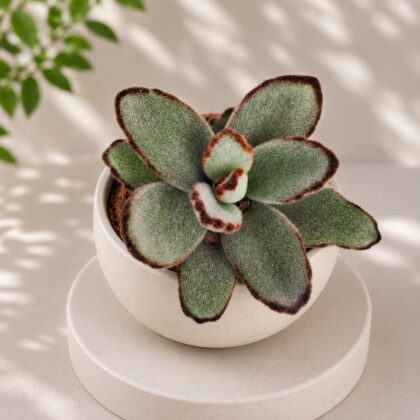 Kalanchoe Tomentosa Tropica Tropica Panda Plant H2 - Nook & Nature