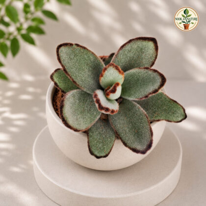 Kalanchoe Tomentosa Tropica Tropica Panda Plant H2 - Nook & Nature