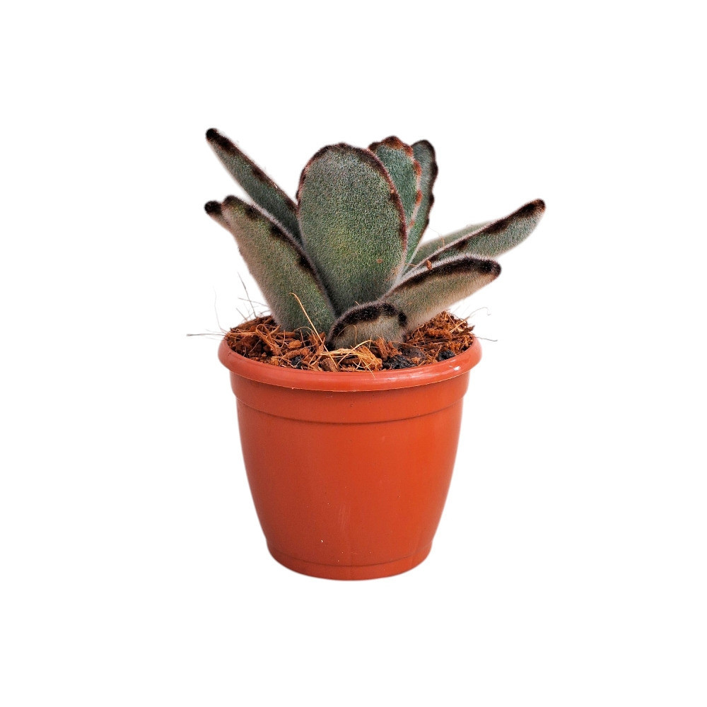 Kalanchoe tomentosa ‘Tropica’ – Tropica Panda Plant - Nook & Nature