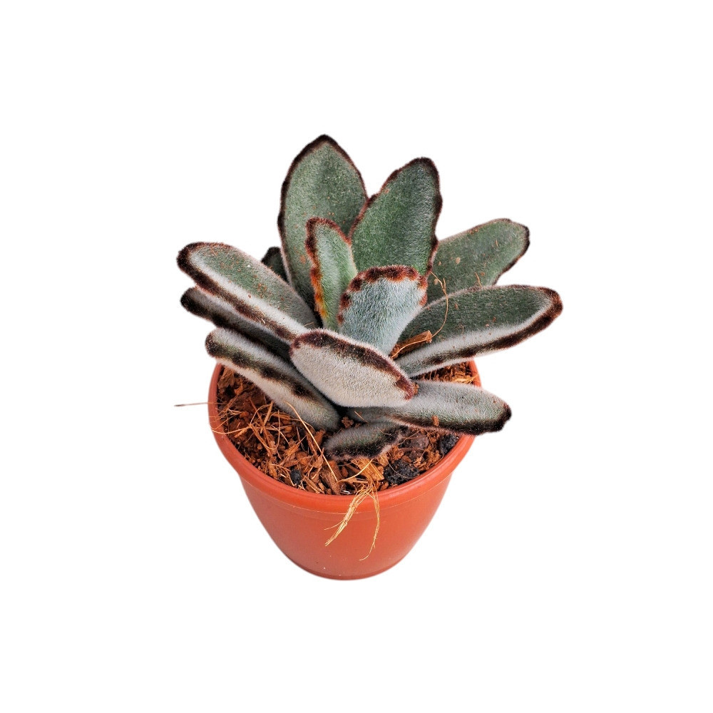 Kalanchoe tomentosa ‘Tropica’ – Tropica Panda Plant - Nook & Nature