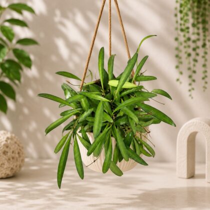 Kentiana Green Micro Hb - Nook & Nature