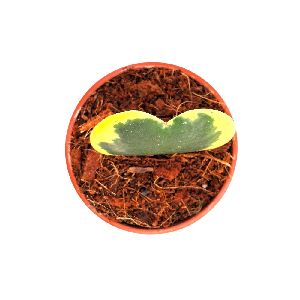 Kerrii ‘Sweet Heart’ - Nook & Nature