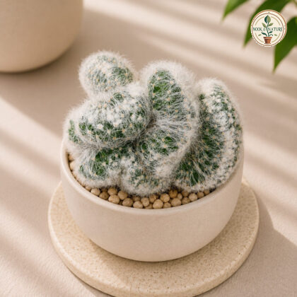 Mammillaria Bocasana Powder Puff Cactus H3 - Nook & Nature