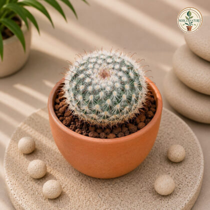 Mammillaria Bombycina Silken Pincushion Cactus H1 - Nook & Nature