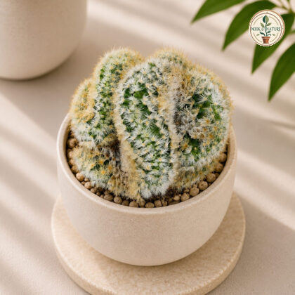 Mammillaria Carmenae Cristata Crested Carmen Cactus H3 - Nook & Nature