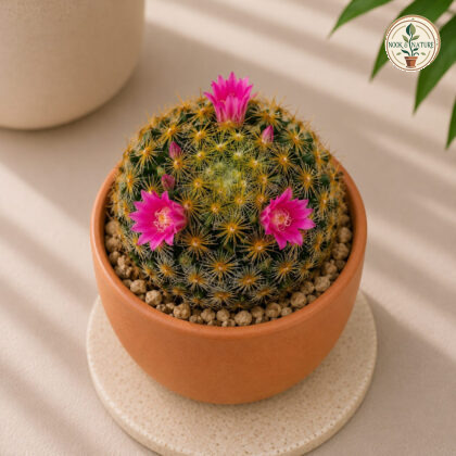 Mammillaria Carmenae Firecracker Firecracker Cactus H1 - Nook & Nature