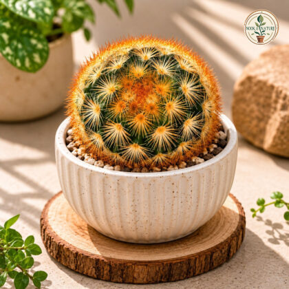 Mammillaria Carmenae Rubrispina Copper Copper Spine Pincushion Cactus H1 - Nook & Nature