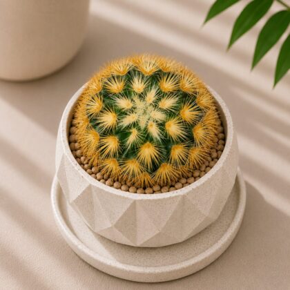 Mammillaria carmenae ‘Rubrispina Gold’ (Golden Red-Spined Cactus) - Nook & Nature