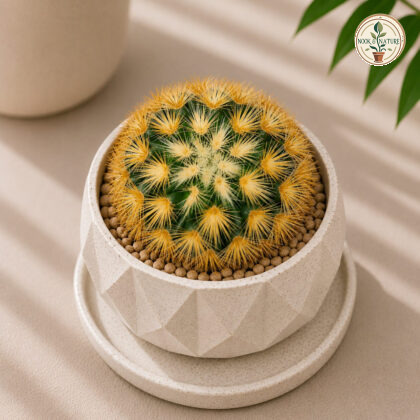 Mammillaria Carmenae Rubrispina Gold Golden Red Spined Cactus H1 - Nook & Nature