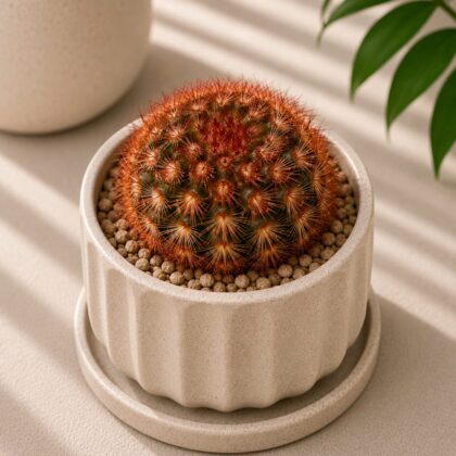 Mammillaria carmenae ‘Rubrispina’ (Red-Spined Carmen Cactus) - Nook & Nature
