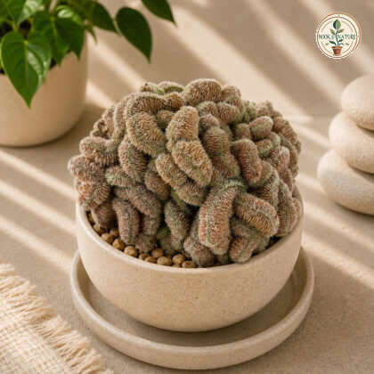 Mammillaria Compressa Yokan Yokan Cluster Cactus H1 - Nook & Nature
